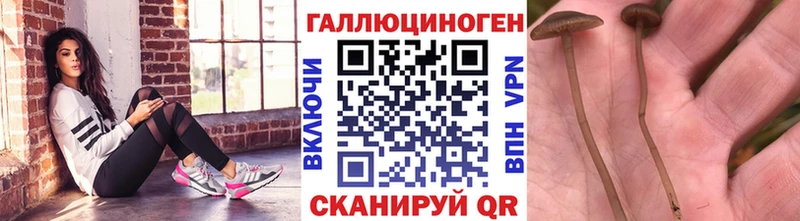 Псилоцибиновые грибы Psilocybine cubensis  Купить  Первоуральск 